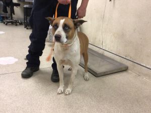 A1553717-one of the three stolen dogs on 4-24-22