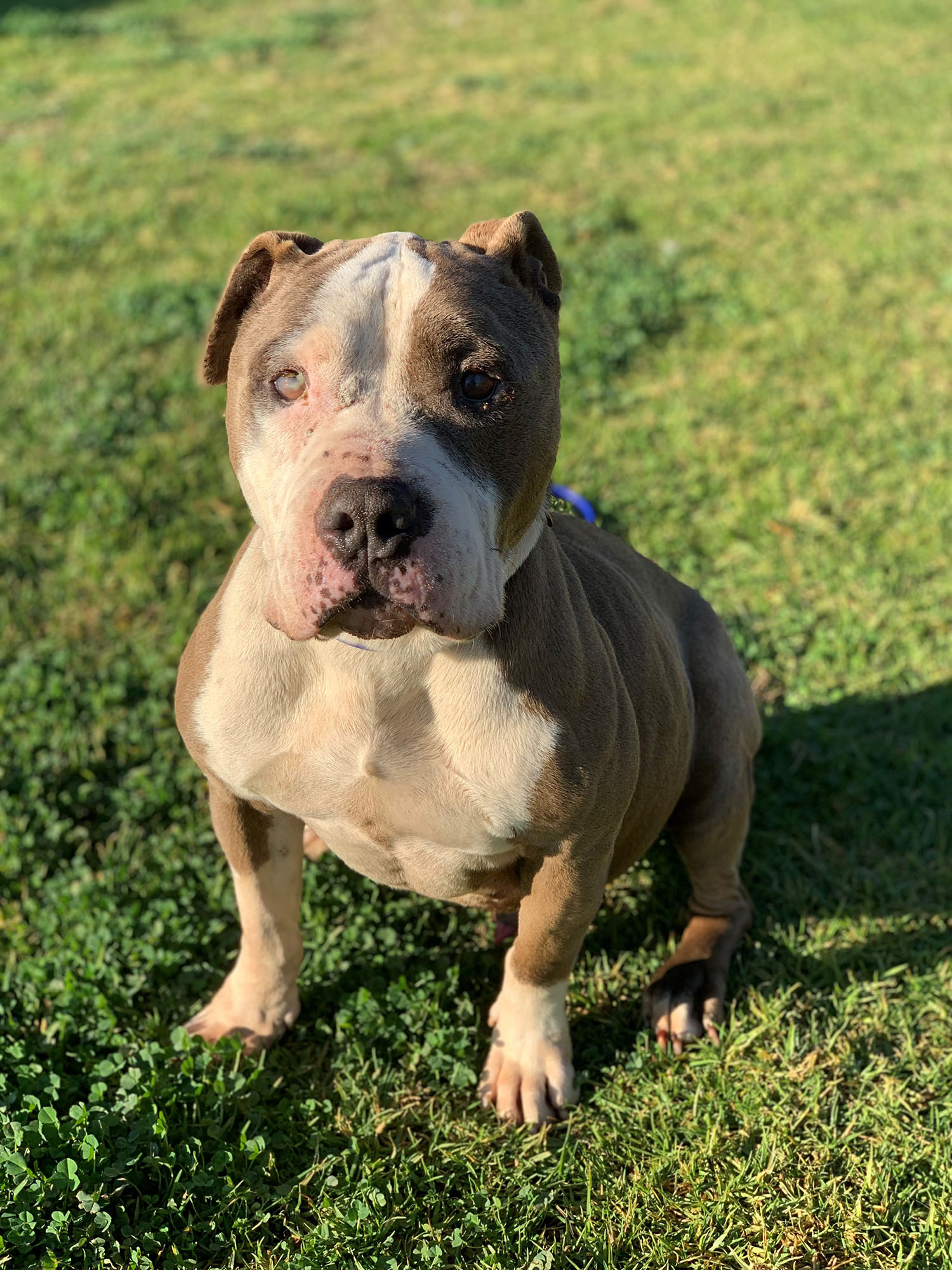Dumped Dog now named Ken