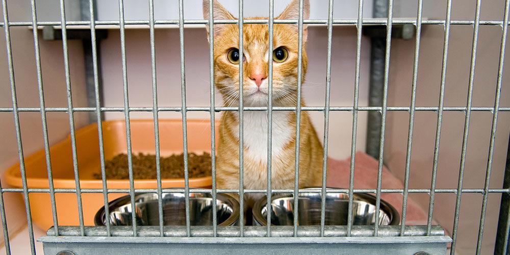 Cat in cage